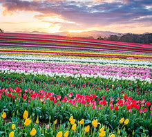 Load image into Gallery viewer, 1000 Piece Jigsaw Puzzle - Tulip Rainbow
