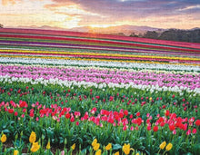 Load image into Gallery viewer, 1000 Piece Jigsaw Puzzle - Tulip Rainbow

